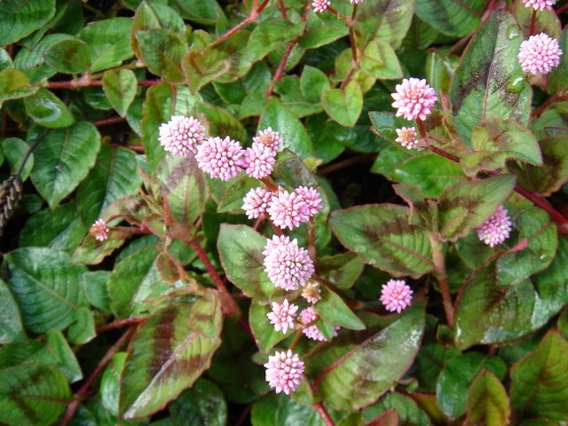 Polygonum capitatum